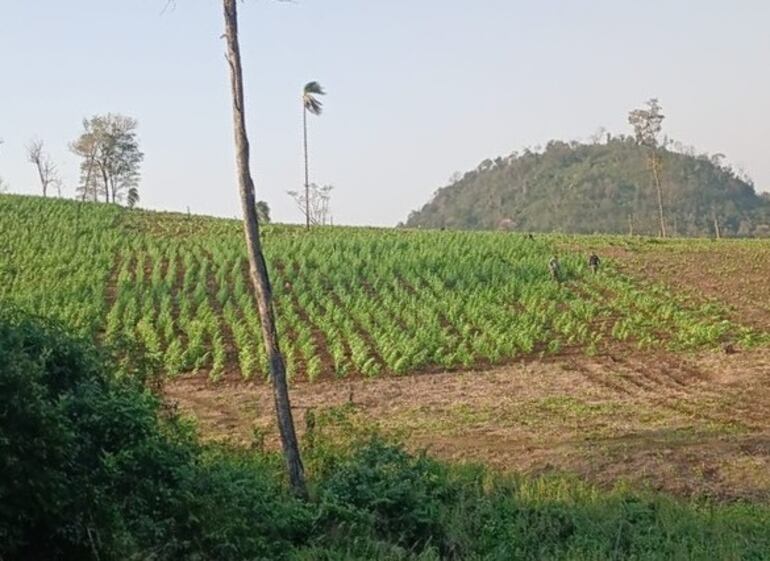 Hallaron diez hectáreas de cultivos de marihuana en la Reserva Natural San Rafael.