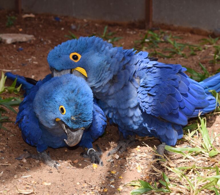 Ejemplares de guacamayo azul criados por la  Asora en Luque.