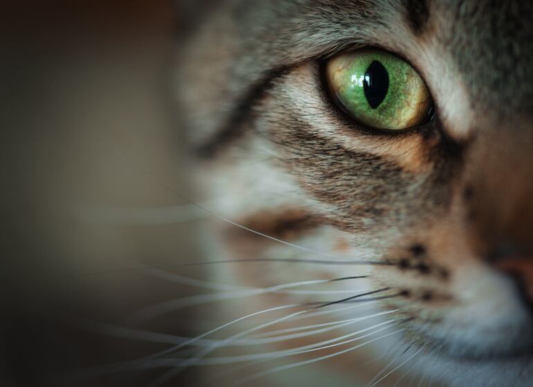 Primer plano de la mitad del rostro de un gato con ojos verdes y extensos bigotes.