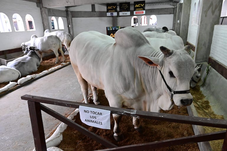 El animal más pesado de la Expo 2024 tiene un peso de 1.170 kilogramos