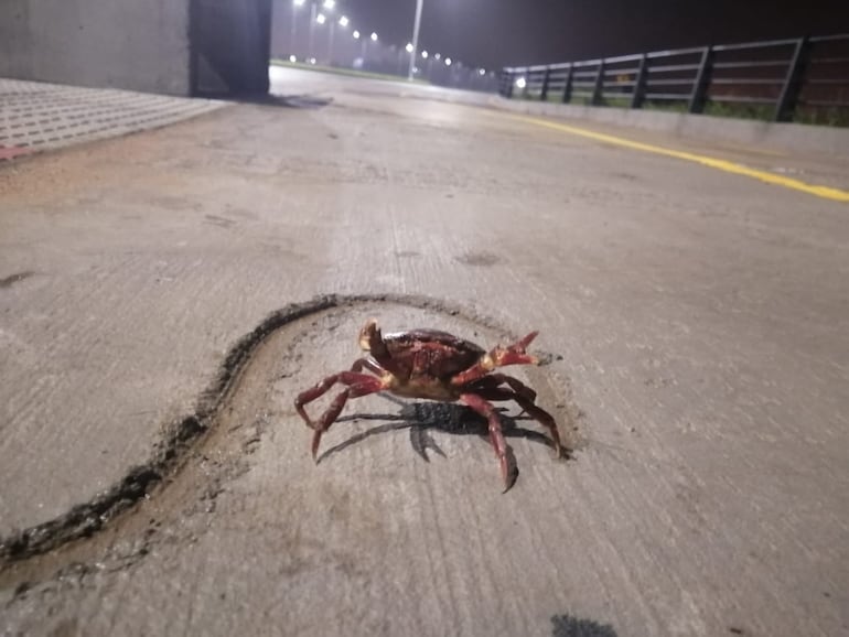 Avistamiento de cangrejos en la Costanera Sur.