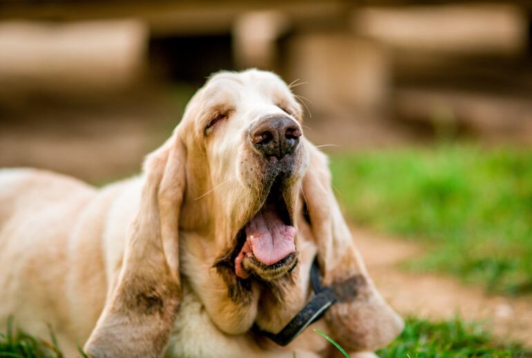 Perro Basset Hound.