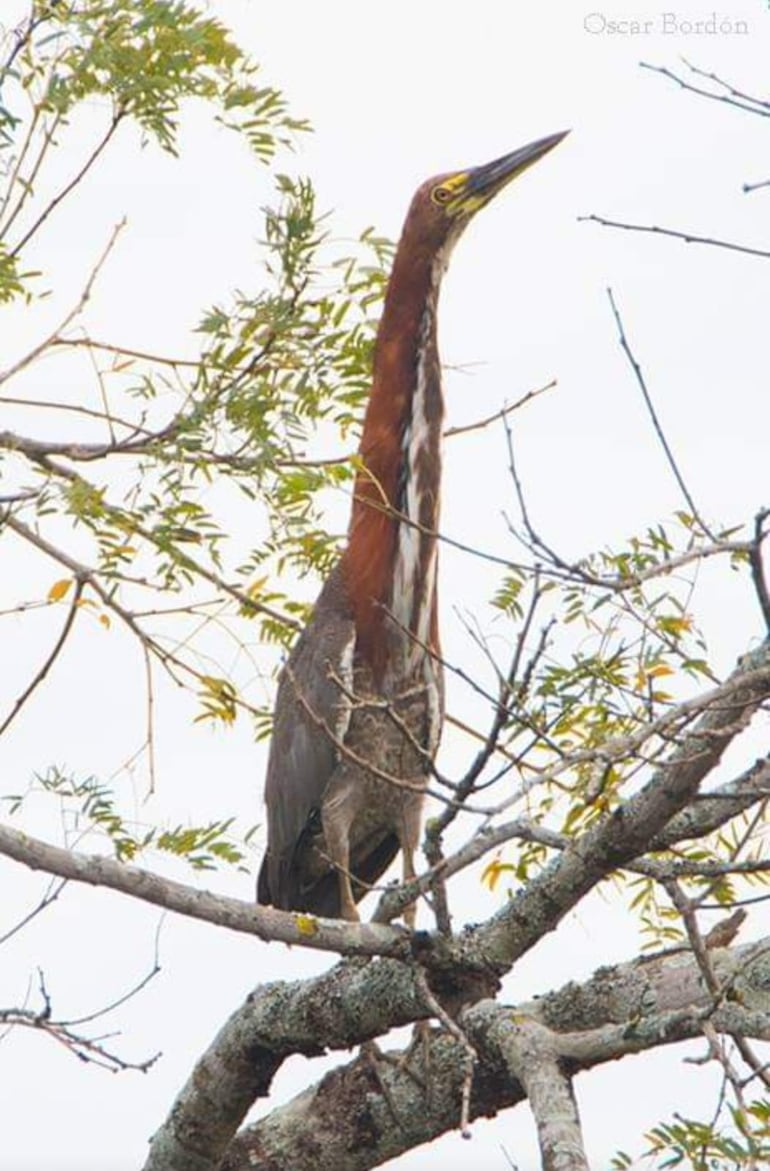 Hoko pytã (ssp. Tigrisoma 
lineatum marmoratum) adulto, foto gentileza de Oscar Bordon, Naturaleza de Paraguay en fotografía.