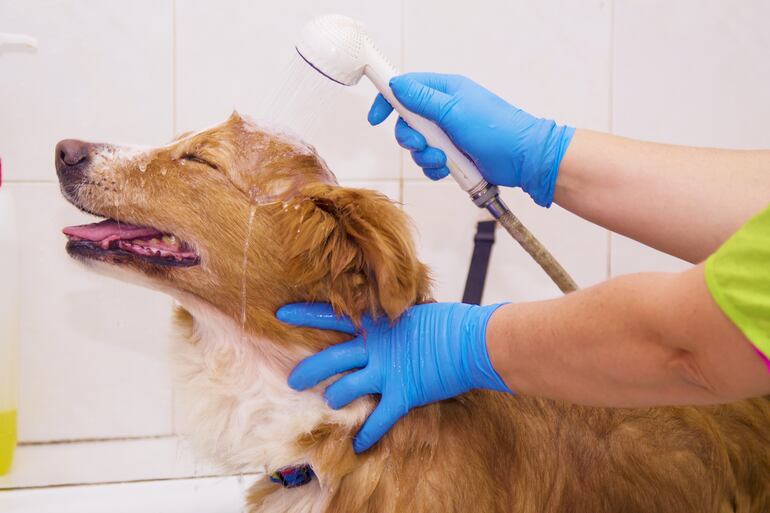 Un perro se refresca bajo la ducha.