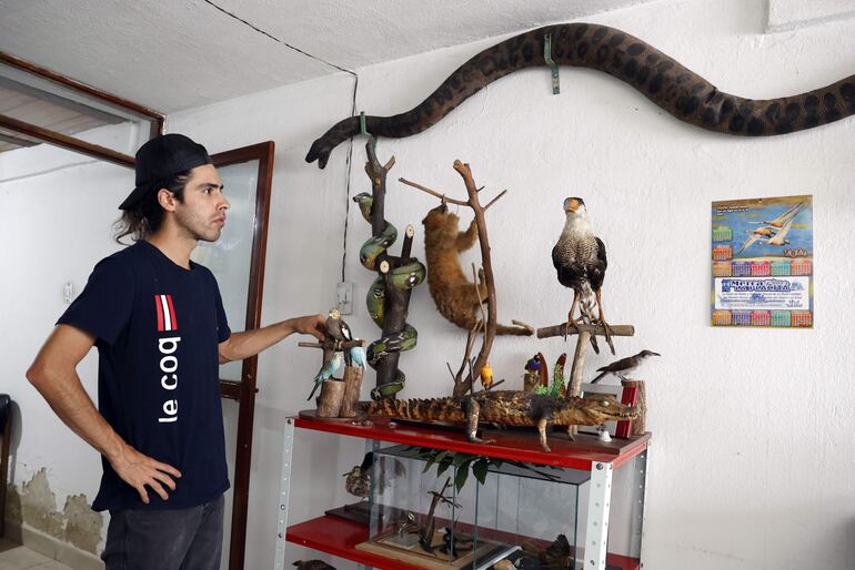 El taxidermista Miguel Vargas muestra varios animales disecados en su estudio.