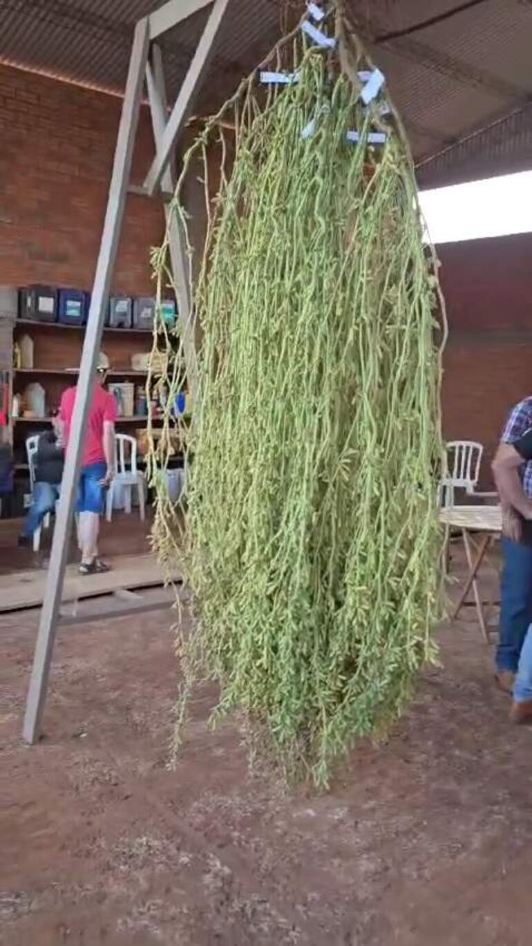 Cientos de productores visitan la planta todos los días.