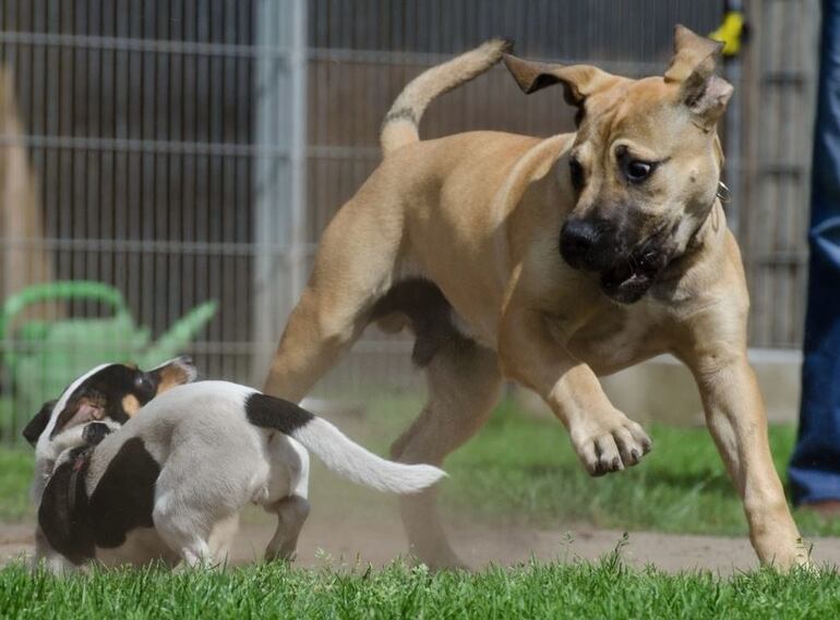 Los perros chicos viven más tiempo que los perros grandes.