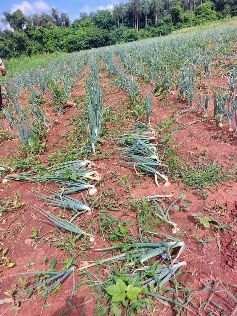 Cultivo de cebolla de cabeza, actualmente está en excelentes condiciones.