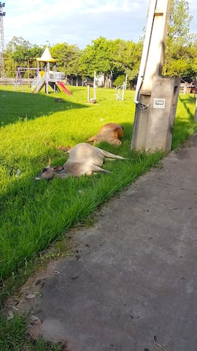 Dos animales vacunos mueren electrocutados.