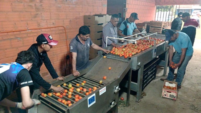 Tomateros de Coronel Oviedo en proceso de clasificación del producto.