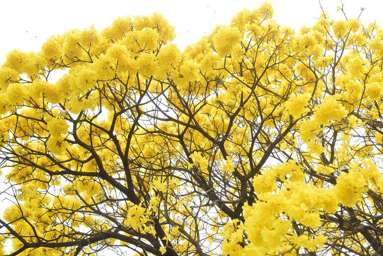 Flores de lapachos amarillos embellecen el paisaje de Asunción y alrededores. Pese al daño producido al ambiente por incendios provocados en el país, la naturaleza brota esplendorosa y renueva esperanzas.