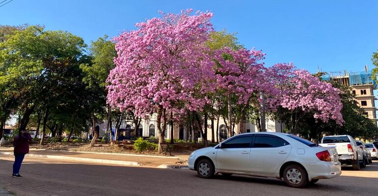 lapachos