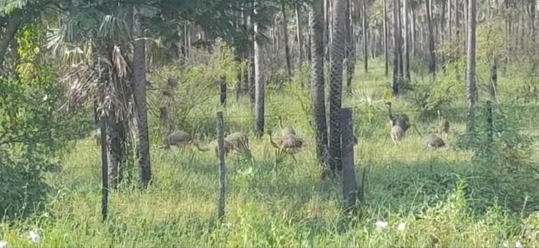 Familia de avestruz por los campos en el Alto Paraguay