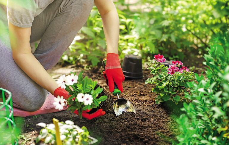 ¿Se estresan las plantas?