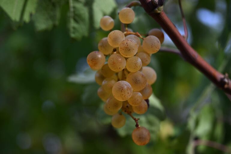 Racimos de uvas. 