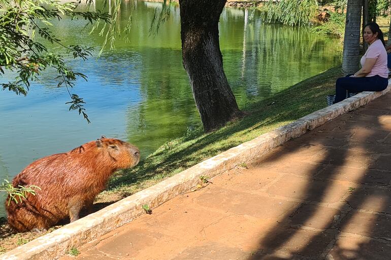 Carpincho o capibara en la laguna Ycua Pyta de Villarrica departamento de Guaira.