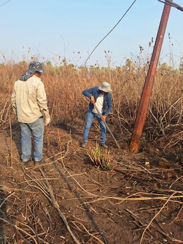 Personal de ANDE trabajando para reponer las columnas caídas, a consecuencia de los incendios y la falta de mantenimiento de las lineas del tendido eléctrico.