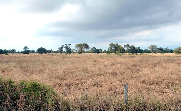 Una temprana sequía azota al Chaco paraguayo y afecta a los sectores agroproductores, pues retrasa los cultivos y daña las pasturas ganaderas.