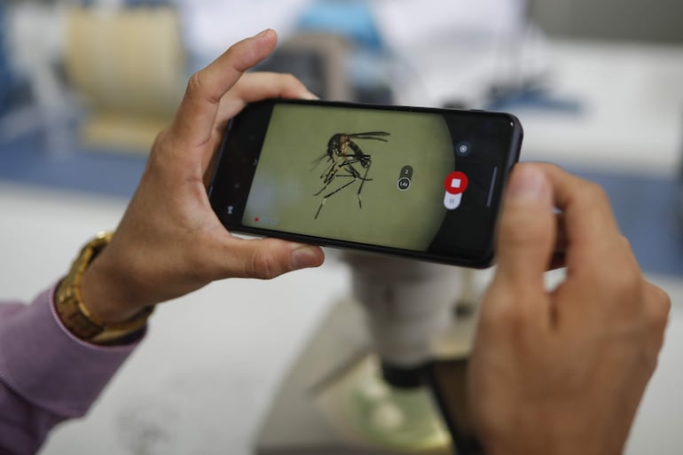 Un investigador toma una fotografía de un mosquito visto en un microscopio en el laboratorio de biología molecular del Centro de Investigación y Desarrollo en Salud (Censalud) de la Universidad de El Salvador, en San Salvador (El Salvador).