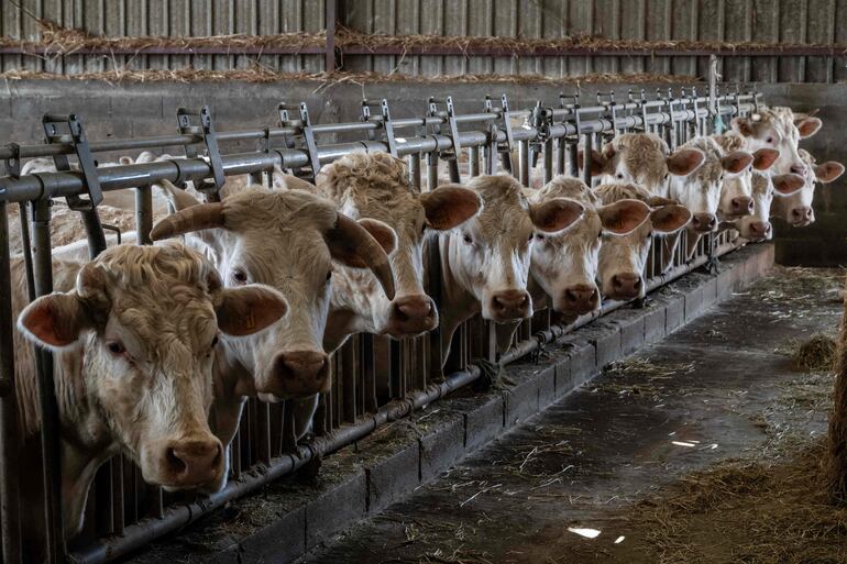 Tras detectar que hasta el 10 % de las vacas muestra síntomas de la gripe aviar en Colorado, el estado puso en marcha protocolos de protección para trabajadores agrícolas, en su mayoría migrantes, y así evitar posibles contagios humanos con el virus.