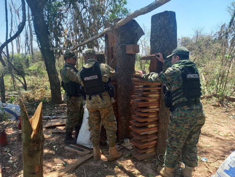 Localizan y destruyen campamento de marihuaneros en San Pedro