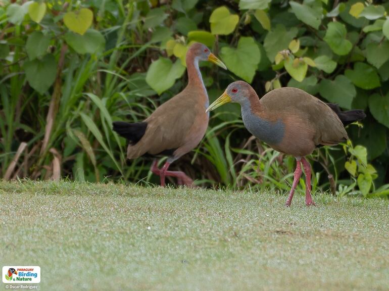 Ypaka'a (Aramides ypecaha), fotografía gentileza de Oscar Rodríguez (Paraguay Birding & Nature)