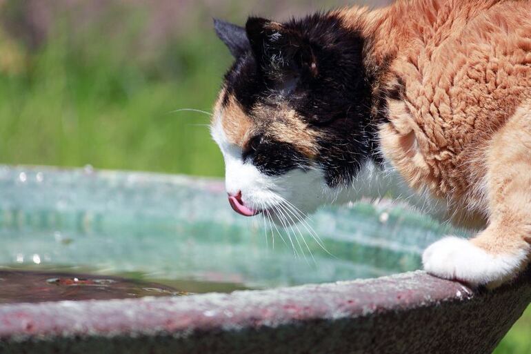 Los primeros síntomas de un golpe de calor en los gatos es el color de la mucosa, que se observa azulada por la falta de oxigenación, ya que la temperatura corporal normal de los gatos es de 38 a 39,5 grados.