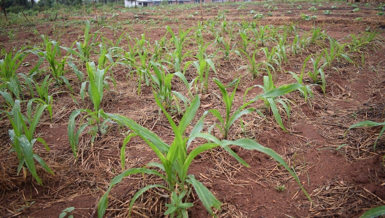 Copiosa lluvia beneficia a la agricultura y a los campos naturales.