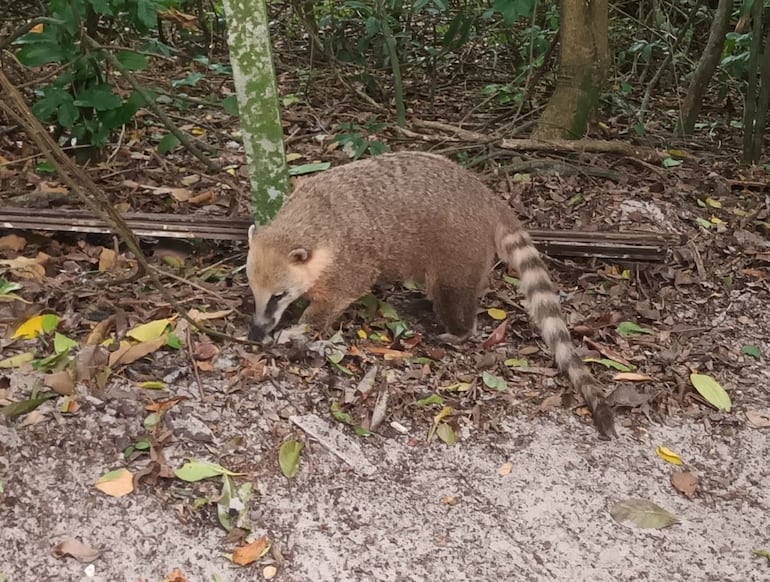 Animales recorren la Ilha do Campeche libremente y hay carteles que advierten que son "ladrones".