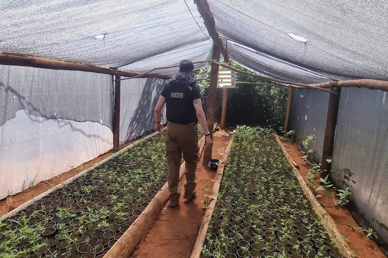 Agente de la SENAD durante un allanamiento en un lugar de producción de marihuana, en el departamento de San Pedro.