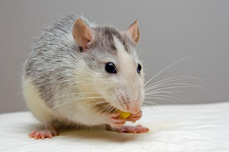 Las ratas son animales omnívoros. Comen más frutas y verduras y a veces los premios como queso, miel, barritas, etc.