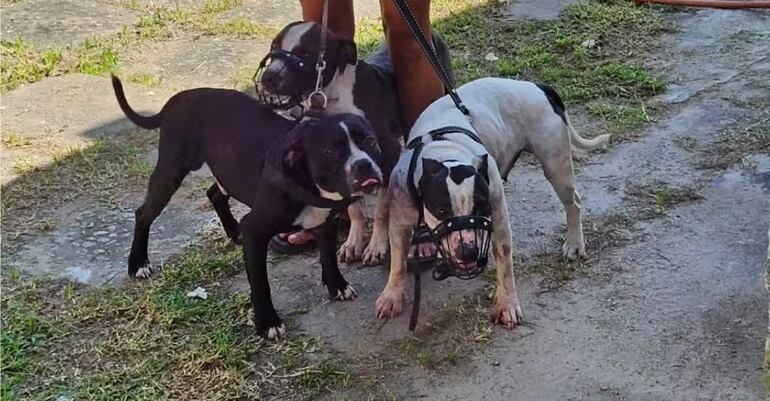 Los pitbull que atacaron a una escritora en Brasil.