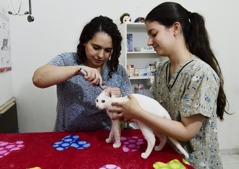 Las visitas al veterinario deben ser periódicas.