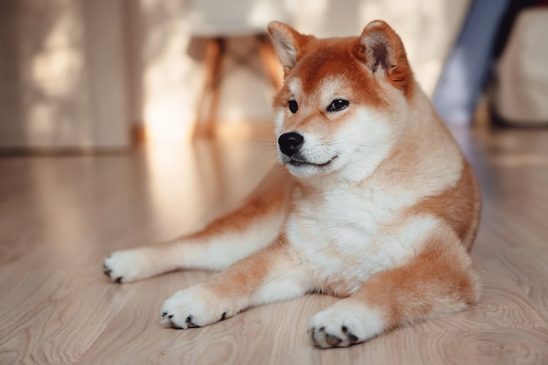 Perro Shiba Inu.