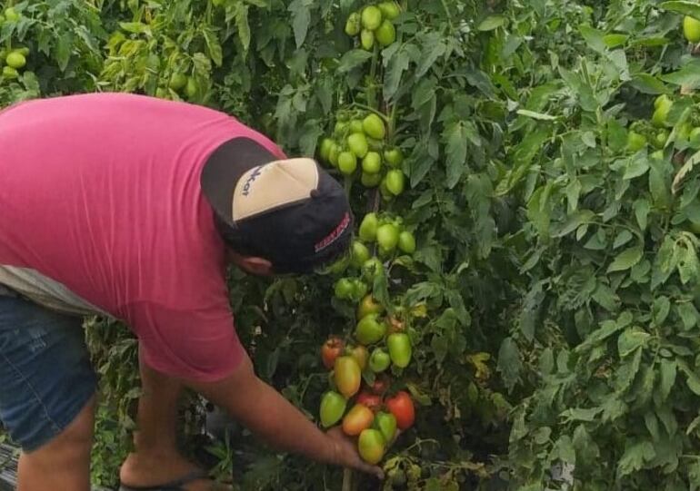 Cultivo de tomate de Caaguazú, difundida por el MAG este martes