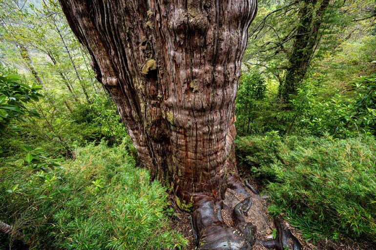 Investigadores de universidades españolas y peruanas han planteado nuevas maneras de recuperar los bosques tropicales secos de zonas andinas, que constituyen uno de los ecosistemas más amenazados a nivel mundial.