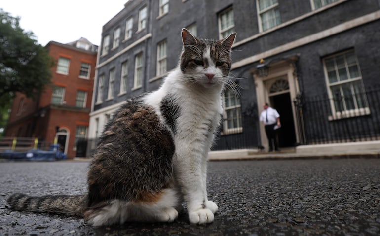 Larry, the Downing Street cat, frente a la oficina de gobierno del primer ministro, en Londres.