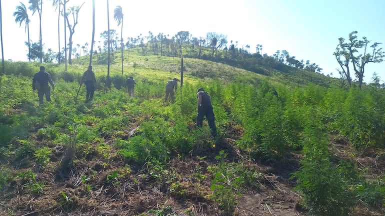 Millonario golpe al narcotráfico en Yby Yaú: anulan 21 toneladas de marihuana