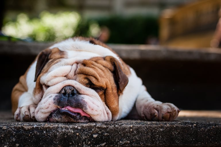 Perro cansado y con calor.