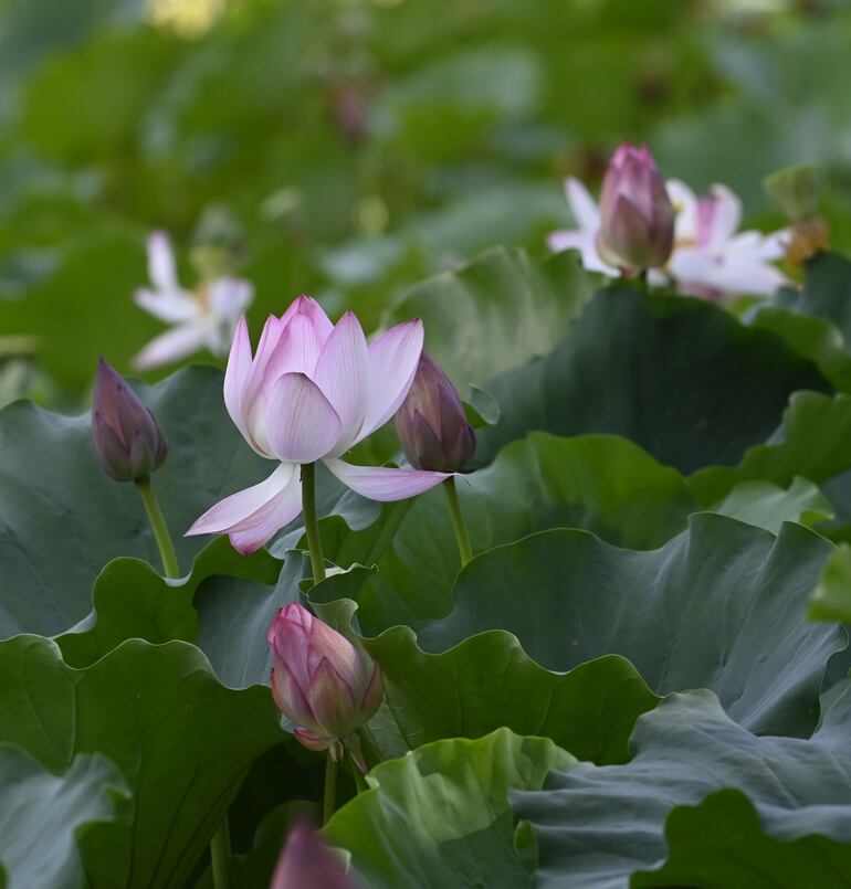 El loto está lleno de misterios y leyendas. Es la flor sagrada del budismo.