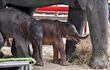 Los recién nacidos gemelos junto a su madre Jamjuree en el hogar de elefantes Ayutthaya, Tailandia.