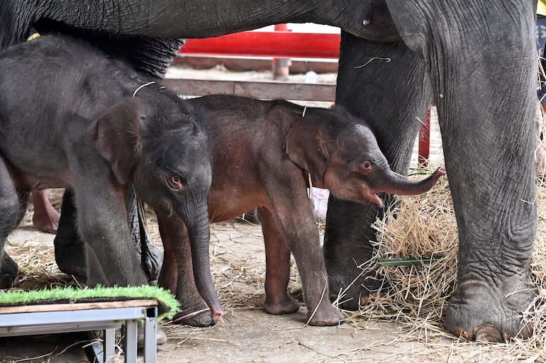 Los recién nacidos gemelos junto a su madre Jamjuree en el hogar de elefantes Ayutthaya, Tailandia.