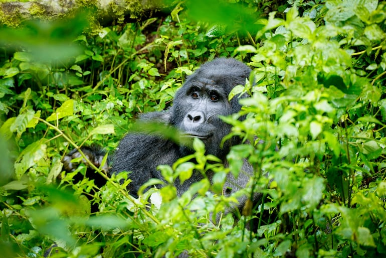 Gorila de montaña silverback en el bosque de Bwindi, Uganda.