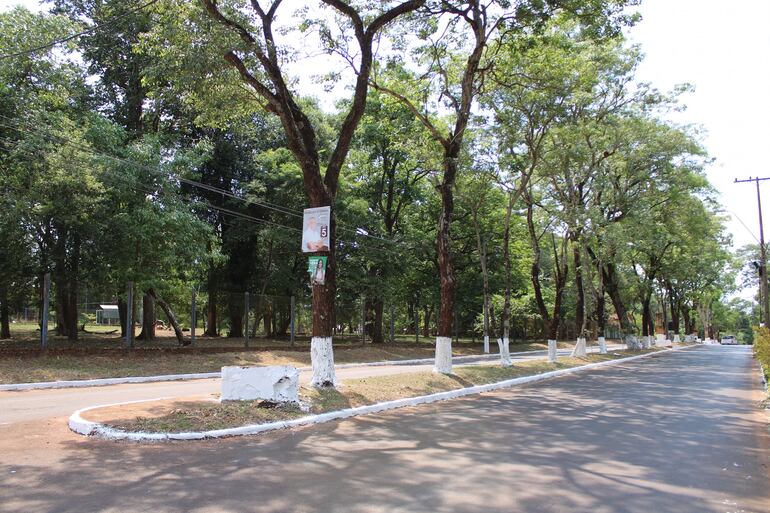 A través de una resolución prohíben encalar árboles en Hernandarias. En la imagen una de las avenidas de la ciudad.