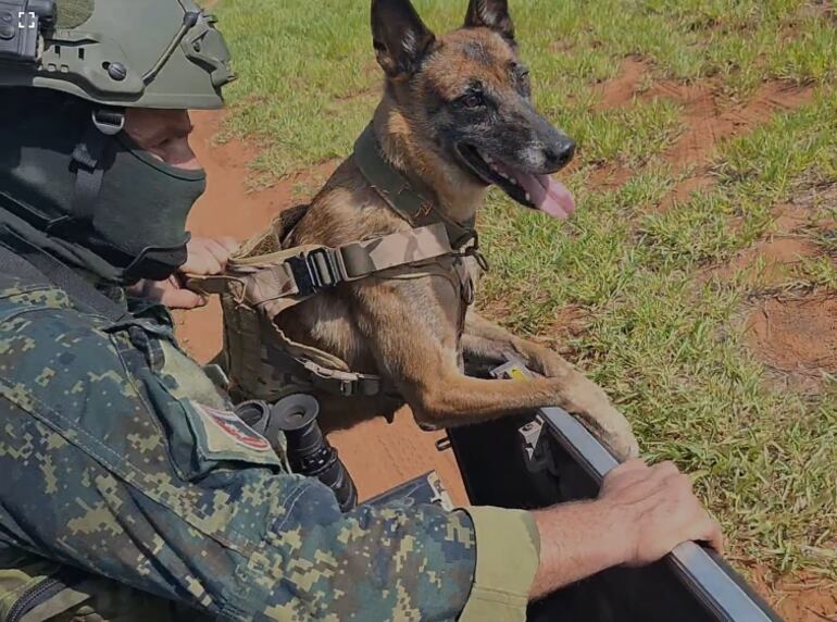 Canes de guerra entrenan de mañana tarde y noche.