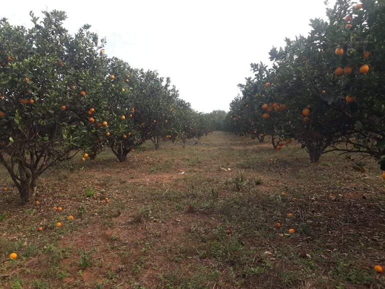 La plantación con más de 1.000 plantas se encuentra en su etapa de cosecha