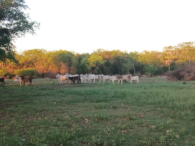 Los campos ganaderos se recuperan tras las ultimas lluvias.