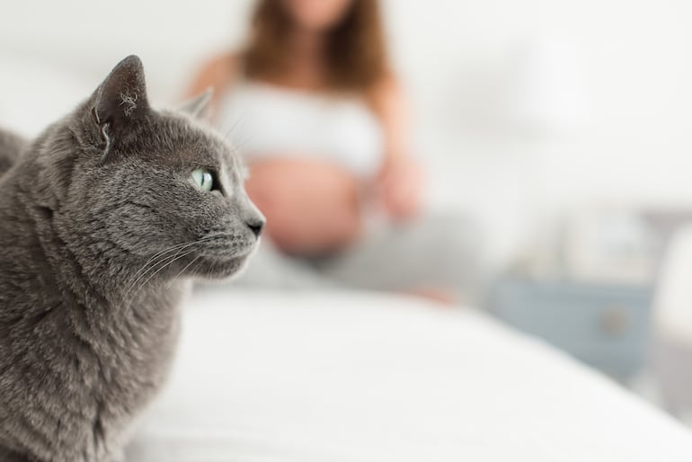 Mujer embarazada y gato.