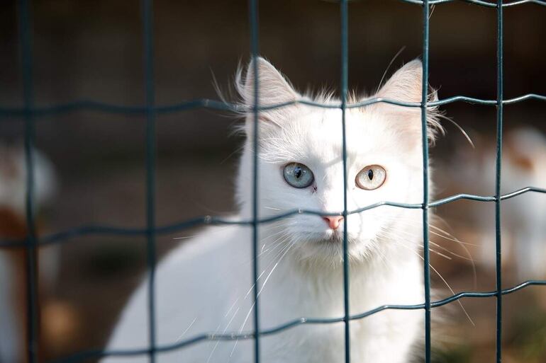 Se necesita cubrir la valla o el muro del jardín con una malla con forma especial. La valla base tiene que ser lo suficientemente alta para que el gato no la salte directamente.