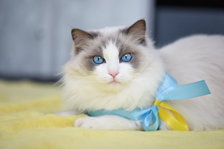 Gato de raza Ragdoll.